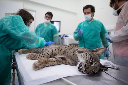 Análisis en el centro de cría de Silves (Portugal), de una hembra de lince, días antes de ser liberada en los alrededores del río Guarrizas, en la localidad de Vilches (Jaén), en 2018.