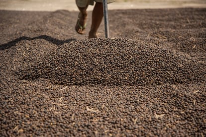 Un trabajador arrastra los granos de café durante el proceso de secado, en el sureste de Brasil