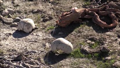 Cr&aacute;neos junto a la &uacute;ltima fosa encontrada en Sinjar.