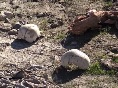 Cr&aacute;neos junto a la &uacute;ltima fosa encontrada en Sinjar.