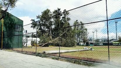 Un poste y un árbol cayeron dentro del campo de béisbol de la Liga Infantil y Juvenil Anáhuac.