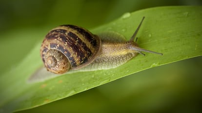 Artículo de EL PAÍS Escaparate que describe el cebo anticaracoles más eficaz para las plantas y arbustos del jardín.