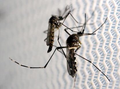 Dos mosquitos 'Aedes aegypti', en un laboratorio en Brasil.