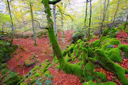 A la Selva de Irati se puede acceder por su costado occidental, desde Orbaizeta, o por el oriental, desde Ochagavía, donde está el Centro de Interpretación. Una red de senderos señalizados, de distintos niveles de dificultad y extensión, se adentran en el segundo hayedo-abetal más extenso y mejor conservado de Europa tras la Selva Negra alemana. A pie, en bici, con raquetas de nieve o con esquís por un paisaje mágico habitado por brujas, lamias o el Basajaun, el señor del bosque.