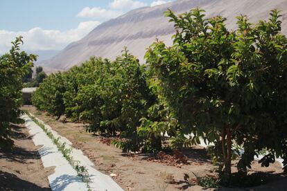 La creación de la Universidad de Tarapacá, en 1981, producto de la fusión de la Universidad de Chile, sede Arica, con la Universidad del Norte, transformó al CICA en Instituto de Agronomía.