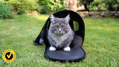 Artículo de EL PAÍS Escaparate que compara a fondo los mejores transportines para gatos de 2025.