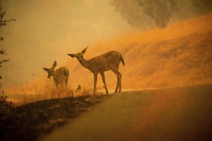 Dos ciervos en el incendio forestal cercano a la población de Redding, (California), el 28 de julio de 2018.