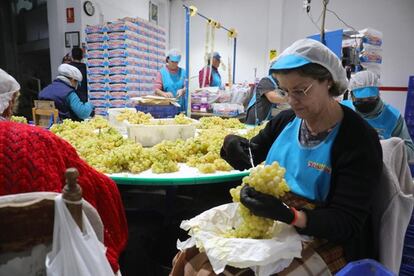 Trabajadoras en el almacén de DOP Aledo Sensation en Novelda (Alicante). / JOAQUÍN DE HARO