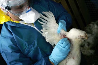 Un veterinario saca una muestra de sangre a un pollo durante el simulacro en Kergloff para detectar una posible gripe aviar.