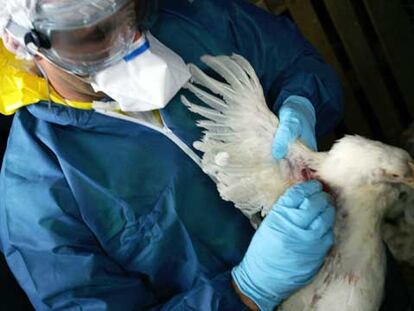 Un veterinario saca una muestra de sangre a un pollo durante el simulacro en Kergloff para detectar una posible gripe aviar.