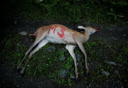Un ciervo disparado por un cazador marcado con pintura en Biratori (Japón).  
