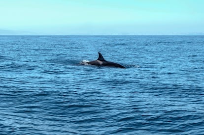 Una orca, divisada desde un barco de avistamiento de cetáceos en el Estrecho de Gibraltar.