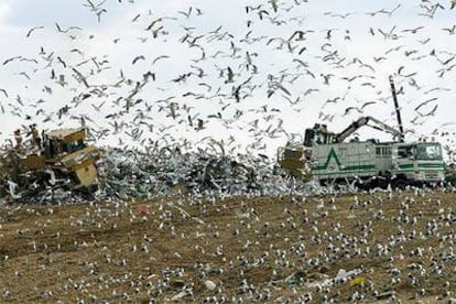 Bandadas de pájaros en el vertedero de Colmenar Viejo, el pasado febrero.