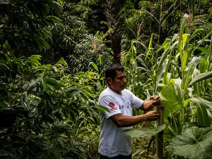 El productor agrícola Joaquín Gutiérrez  trabaja en su parcela en Chiquimula, Guatemala.