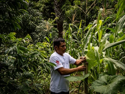 El productor agrícola Joaquín Gutiérrez  trabaja en su parcela en Chiquimula, Guatemala.