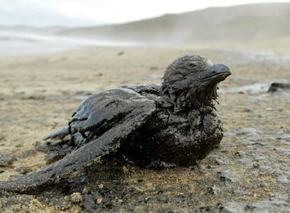 Un pájaro cubierto de fuel en una playa cercana a la población de Arteixo, una de las zonas afectadas por la marea negra tras el accidente del petrolero 'Prestige'.