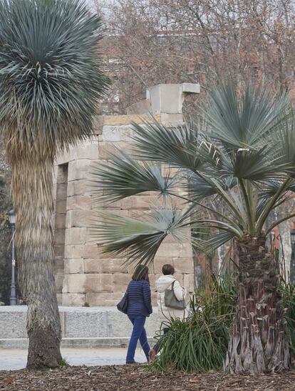 Yucca rostrata y Brahea armata en las inmediaciones del templo de Debod. / ANTONELLO DELLANOTTE