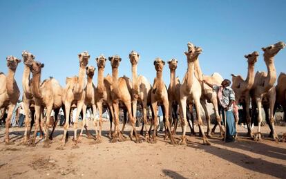 Vendedor de camellos en un mercado de la ciudad de Hargeisa, en Somalia.