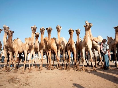 Vendedor de camellos en un mercado de la ciudad de Hargeisa, en Somalia.