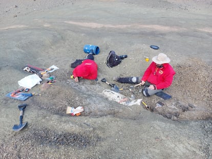 Investigadores de la Red de Paleontología de la Universidad de Chile trabajan durante el descubrimiento de los restos de un mamífero prehistórico el ‘Yeutherium pressor’.