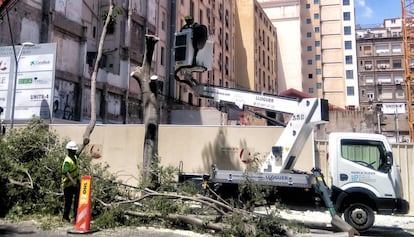 Un operari aguanta la branca tallada de l'arbre.