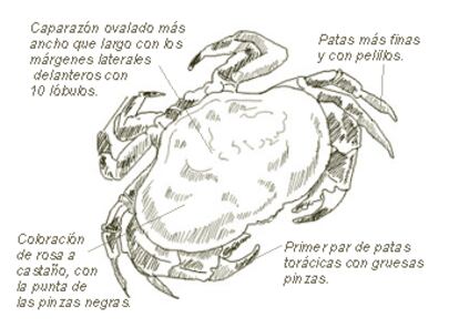 Nombre común: Buey
Nombre científico: Cancer pagurus (Linné 1758)
Orden: Crustáceos
Familia: Decapoda