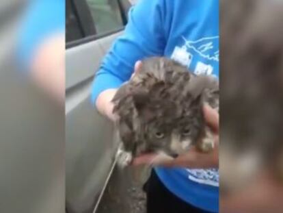 Un ciudadano ruso, que ha adoptado a la felina, se percató de la presencia del animal cuando realizaba un viaje de 250 kilómetros hasta su casa