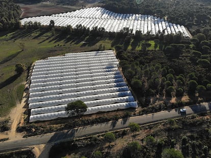 Invernaderos de frutos rojos en fincas ilegales junto al Parque Nacional de Doñana.