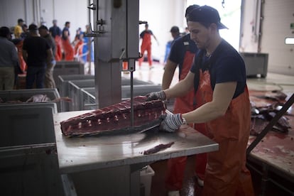 Varios operarios trabajan en la nave de despiece de los atunes.