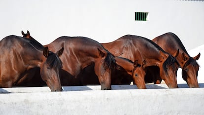 Negocio del caballo