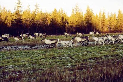 Renos en los bosques de Finlandia