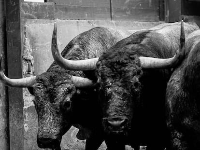 Toros de Adolfo Martín, lidiados en Las Ventas en la Feria de Otoño de 2017.