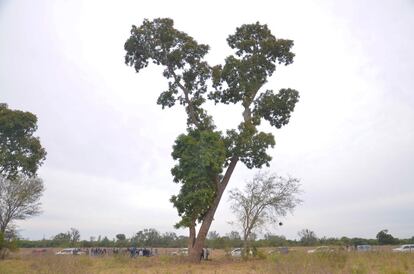 Un uruand'y de más de 30 metros de altura destaca en medio del paisaje chaqueño.