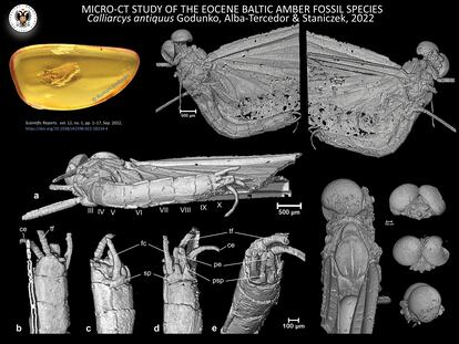 Imagen microtomográfica del Calliarcis antiquus.