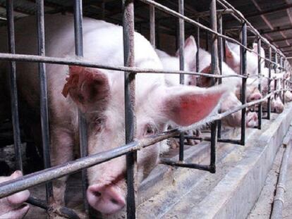En granjas de cerdos en China se ha encontrado gran cantidad de bacterias resistentes a los antibióticos
