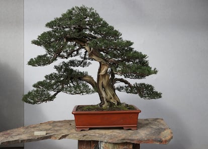 Ejemplar de sabina china, 'Juniperus chinensis (L)', el nombre japonés es Shimpaku. Masahiko Kimura, es el maestro que ha creado este bonsái, uno de los maestros más importantes de Japón. La maceta que lo contiene es de la era Kowatari (finales del siglo XIX y principios del XX).
