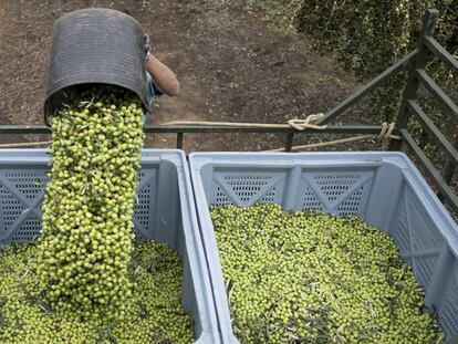 Recogida de aceitunas en una finca de la provincia de Sevilla, en octubre de 2018.