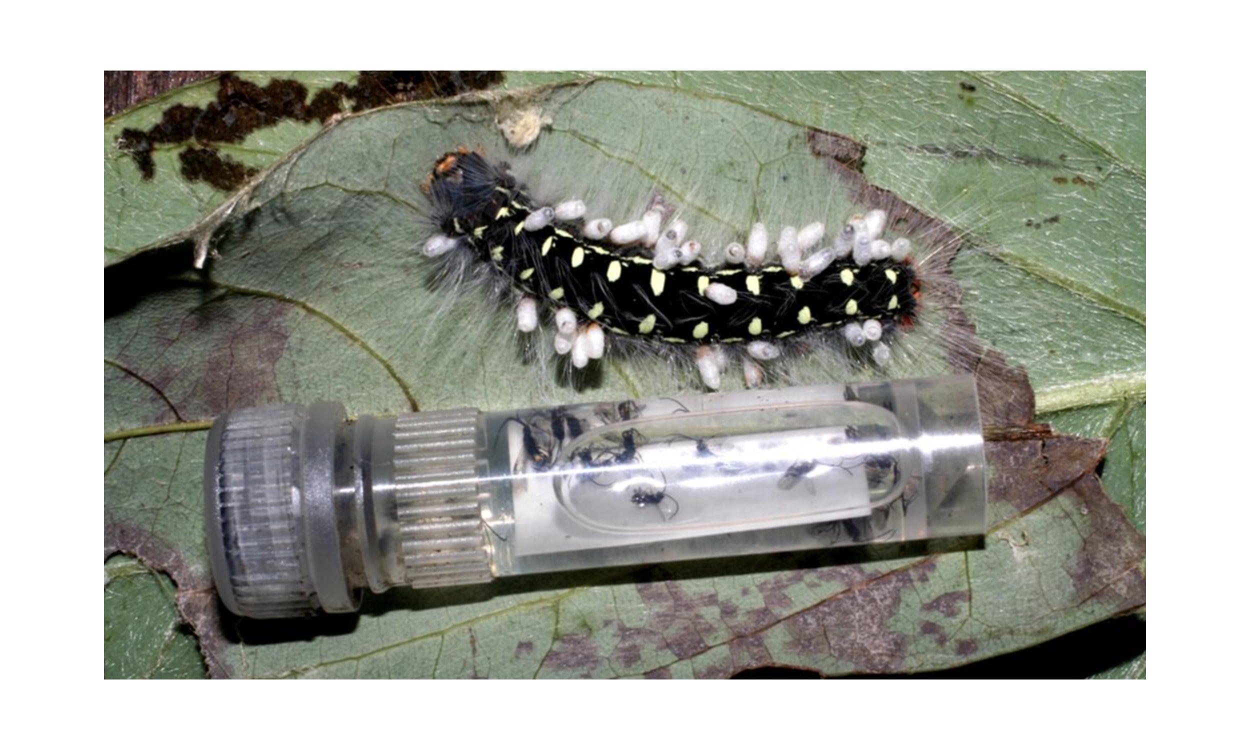 Los insectos ocultos de la Tierra: científicos estiman que puede haber 20 millones de especies, el triple de lo que se creía