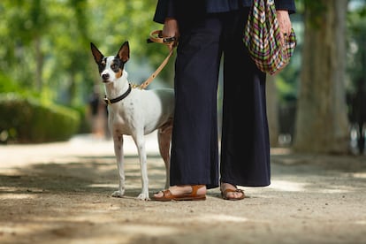 Perro Elsa Fernández-Santos