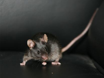 El ratón <i>Tiny,</i> nacido tras la obtención de células madre de nueva generación en China.