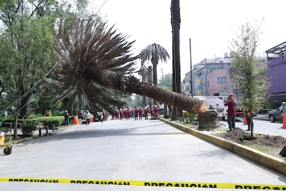 Derribo de una palmera en la colonia Narvarte, como inicio de plan del gobierno, el 8 de septiembre.