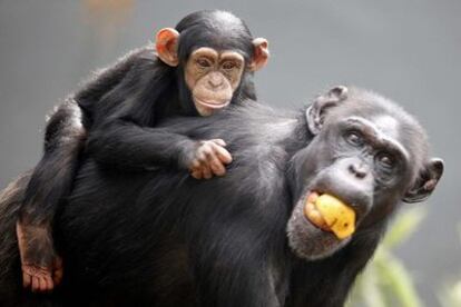 Una chimpancé lleva a su cría en una imagen de archivo