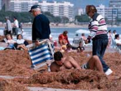 El temporal cubrió de algas la playa de Muchavista en Alicante, donde ayer tomaban el sol algunos visitantes.