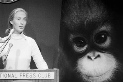 "Este esforço se produz em um momento em que as populações de primatas da terra estão sendo ameaçadas como nunca antes", declarou Jane Goodall no National Press Clube, como presidenta honorária da campanha de primatas depois de anunciar o investimento do 'World Wildlife Found' de um milhão de dólares destinada salvar aos primatas selvagens da terra, em 13 de maio de 1985.