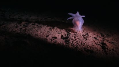 Otro tipo de pepino de mar, una de las especies descubiertas en los fondos marinos de la planicie abisal del Pacífico.
