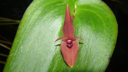 Pleurothallis villahermosae