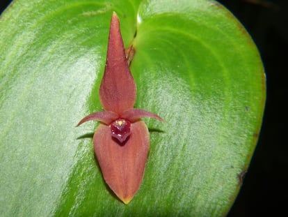 La nueve especie de orquídea, Pleurothallis villahermosae, descubierta en el volcán Nevado del Ruíz, Caldas (Colombia).