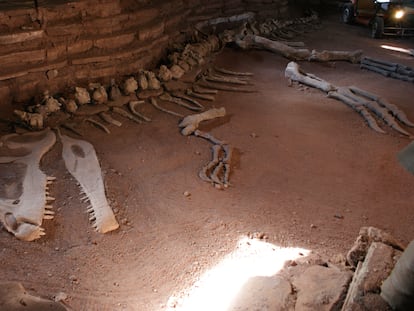 Una recreación del hallazgo de 1993 se encuentra exhibida en el Museo Ernesto Bachmann, en Villa El Chocón, en la provincia argentina de Neuquén, donde fue descubierta la especie.