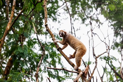 Un loris perezoso de Java durante su liberación en una jaula de habituación en el Parque Nacional Gunung Halimun Salak. Los loris perezosos de Java son observados entre dos y cuatro semanas en un recinto controlado antes de ser puestos en libertad.