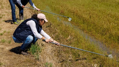 Dos técnicos toman muestras de agua en busca de larvas en un campo de cultivo de arroz en la Puebla del Río (Sevilla).